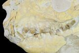 Fossil Oreodont (Merycoidodon) Skull - Wyoming #134357-4